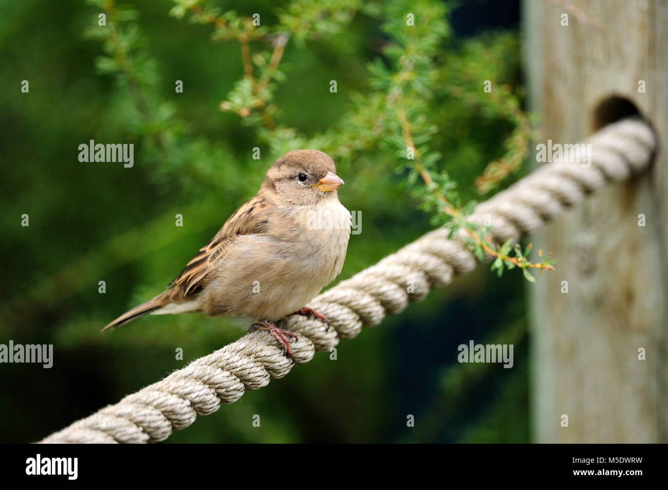 House Sparrow, Passer domesticus, Gelbhalsmaus, weiblich, Vogel, Tier, aus Europa, Calgary, Alberta, Kanada eingeführt. Stockfoto