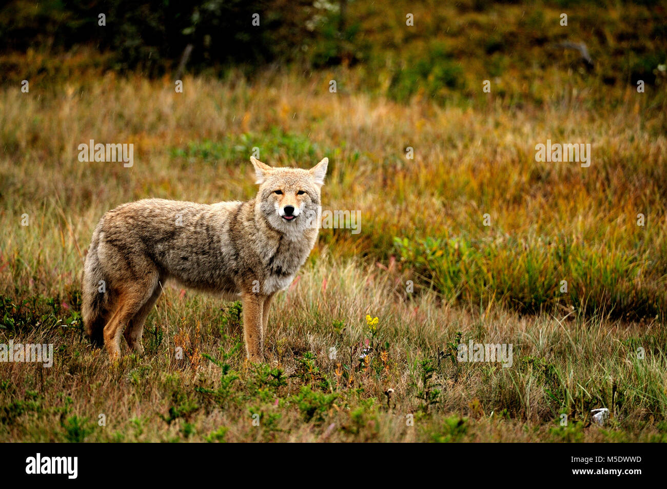 Coyote, Canis yogiebeer, Canidae, Säugetier, Tier, Jasper National Park, Alberta, Kanada Stockfoto