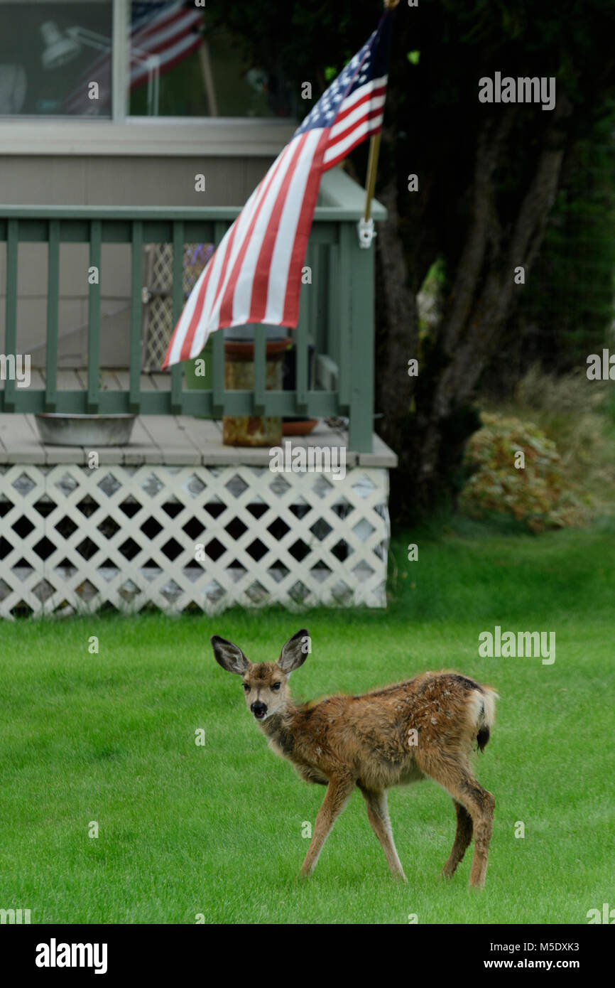 Nordamerika, USA, Nordwesten, Oregon, Wallowa County, Joseph, Hirsch im Hof Stockfoto