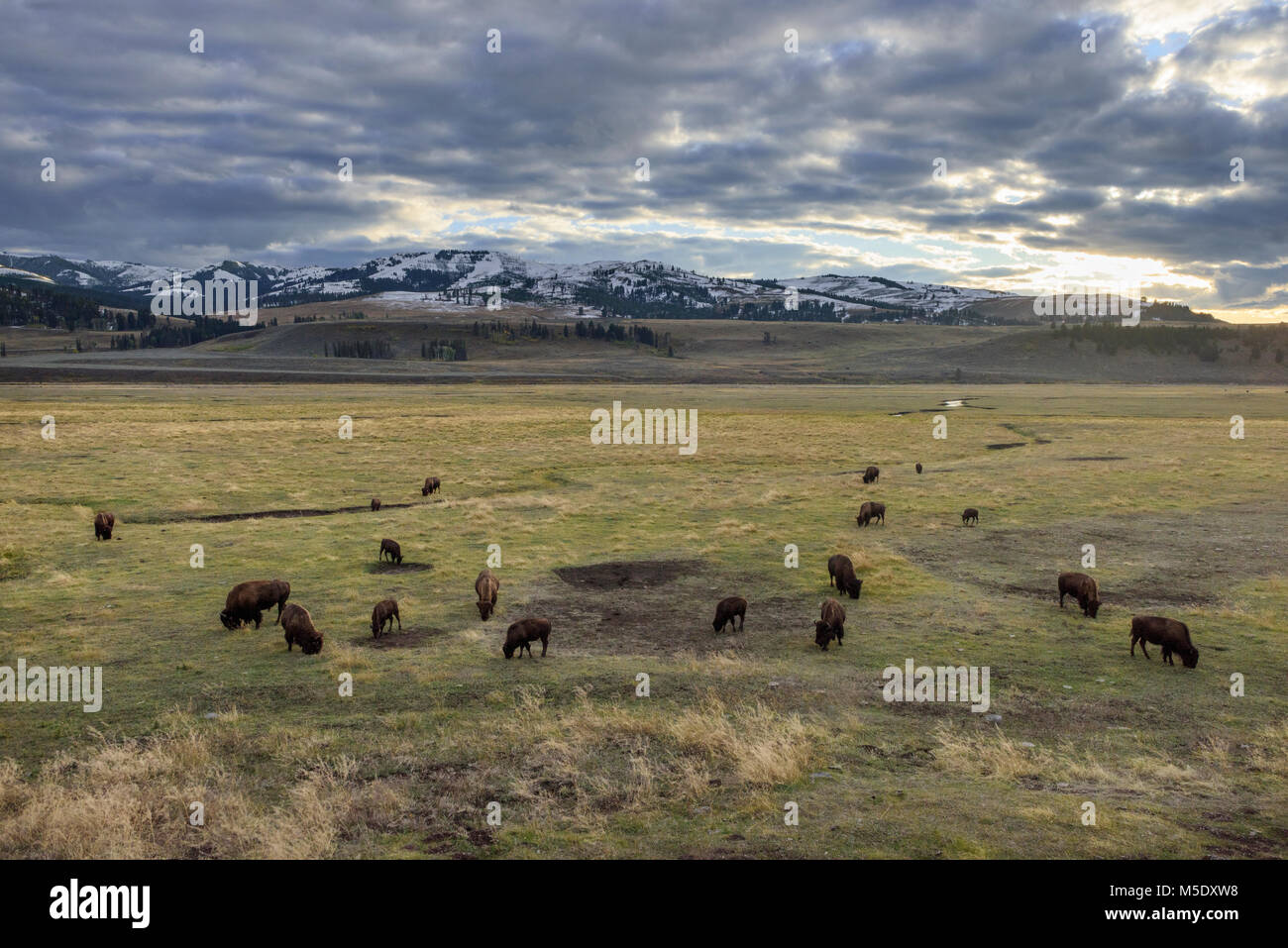 Nordamerika, USA, Rocky Mountains, Rocky Mountains, Montana, Yellowstone Nationalpark, UNESCO, Welterbe, Bison Herde in Gardiner Tal Stockfoto