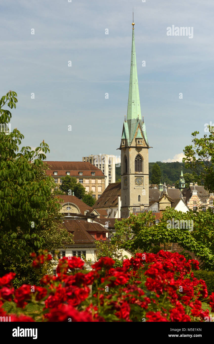 Zürich Stadtbild mit Predigerkirche Kirche und Rosen Blumen im Vordergrund, Schweiz Stockfoto