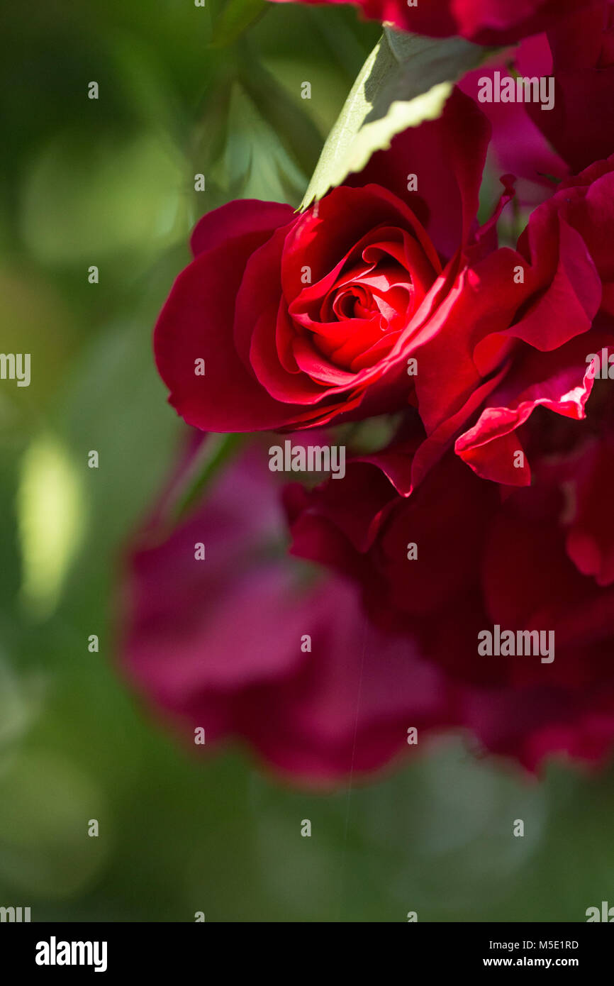 Romantik, Blütenblatt, romantisch, Valentine, Werk, Liebe, schön, Schönheit, Blume, Rose, Natur, Blumen, Blume, Rot, Staubblätter, Unschärfe,/ Stockfoto