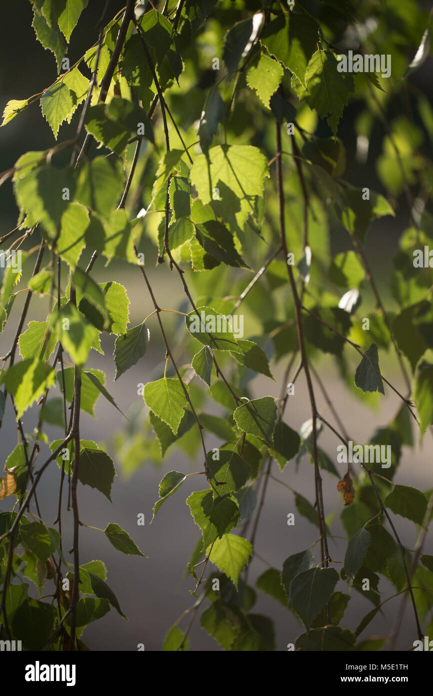 Anlage, schöne, sonnige, Sonne, Natur, Zweig, Blätter, grün, Natur, Birke, Birke Blätter, Blätter, Baum, Glanz, Abend, Sommer, grün Stockfoto