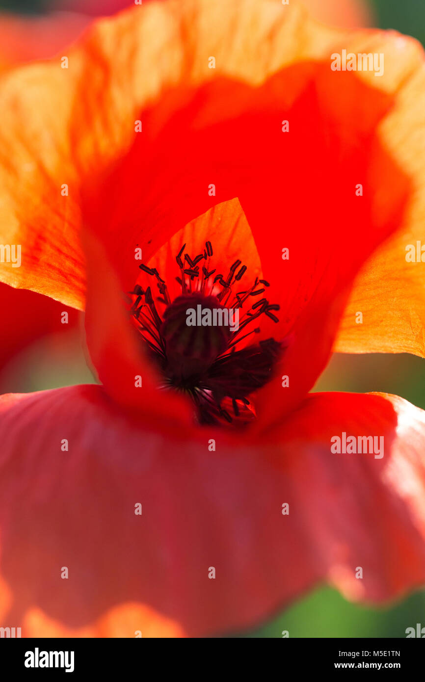 Hintergrund, schön, Farbe, Detail, Abend, Feld, Flora, Blumen, Blume, Grün, landschaft, natur, natur, Blütenblatt, Pflanze, Mohn, Rot, Saison Stockfoto