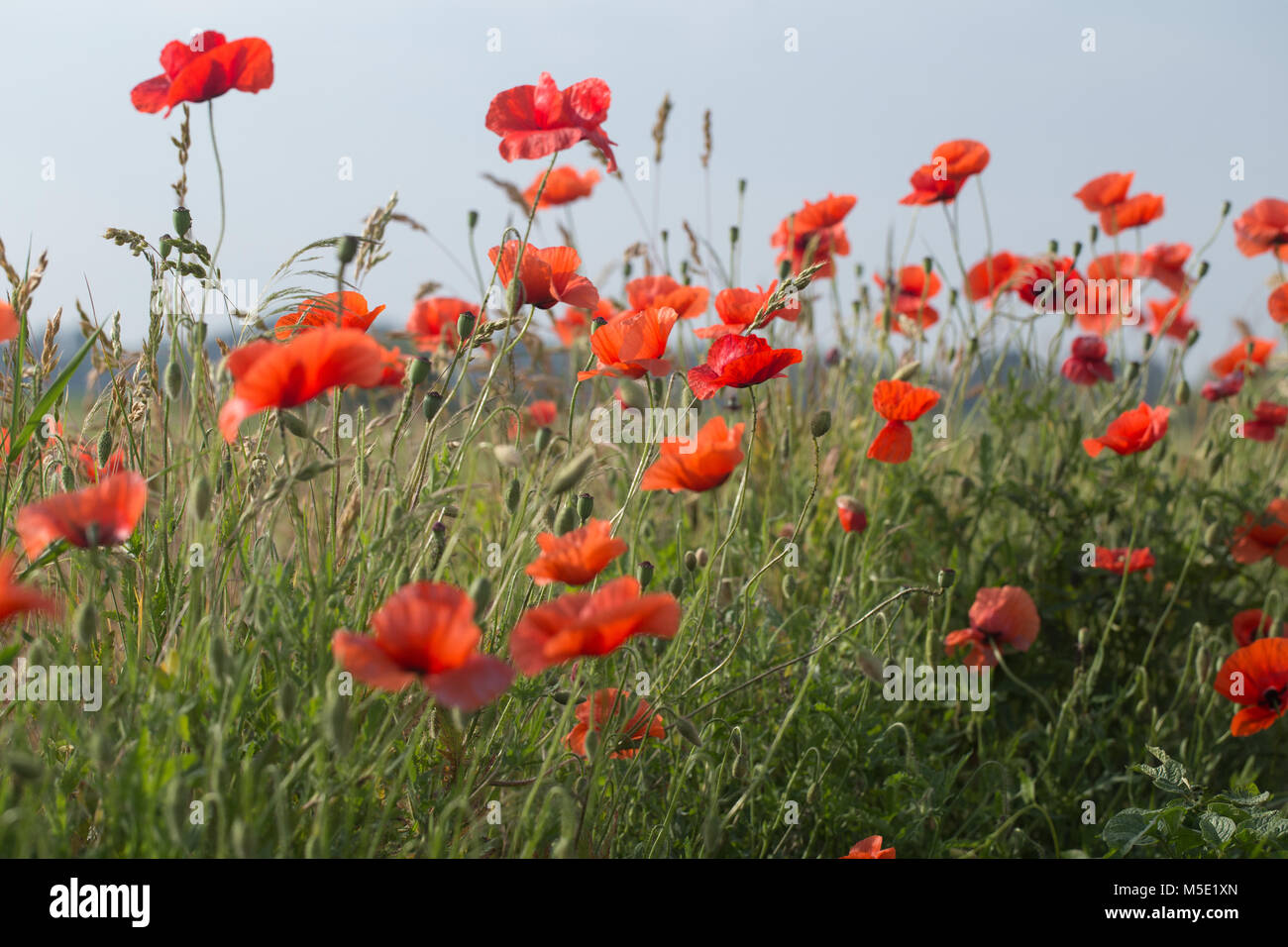 Hintergrund, schön, Farbe, Detail, Abend, Feld, Flora, Blumen, Blume, Grün, landschaft, natur, natur, Blütenblatt, Pflanze, Mohn, Rot, Saison Stockfoto