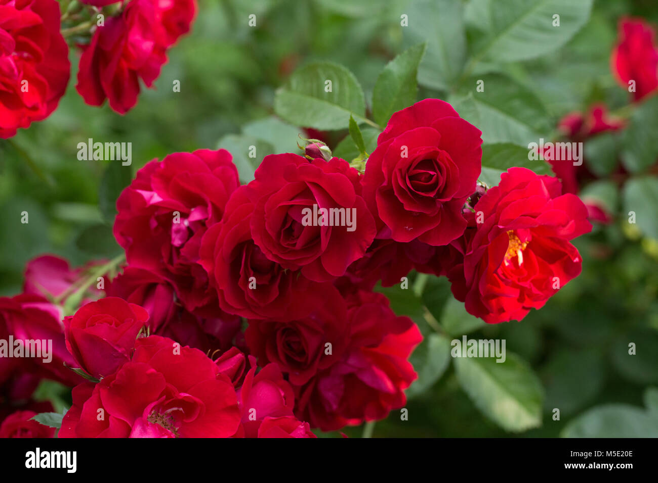 Romantik, Blütenblatt, romantisch, Valentine, Werk, Liebe, schön, Schönheit, Blume, Rose, Natur, Blumen, Blume, Rot, Staubblätter, Unschärfe,/ Stockfoto