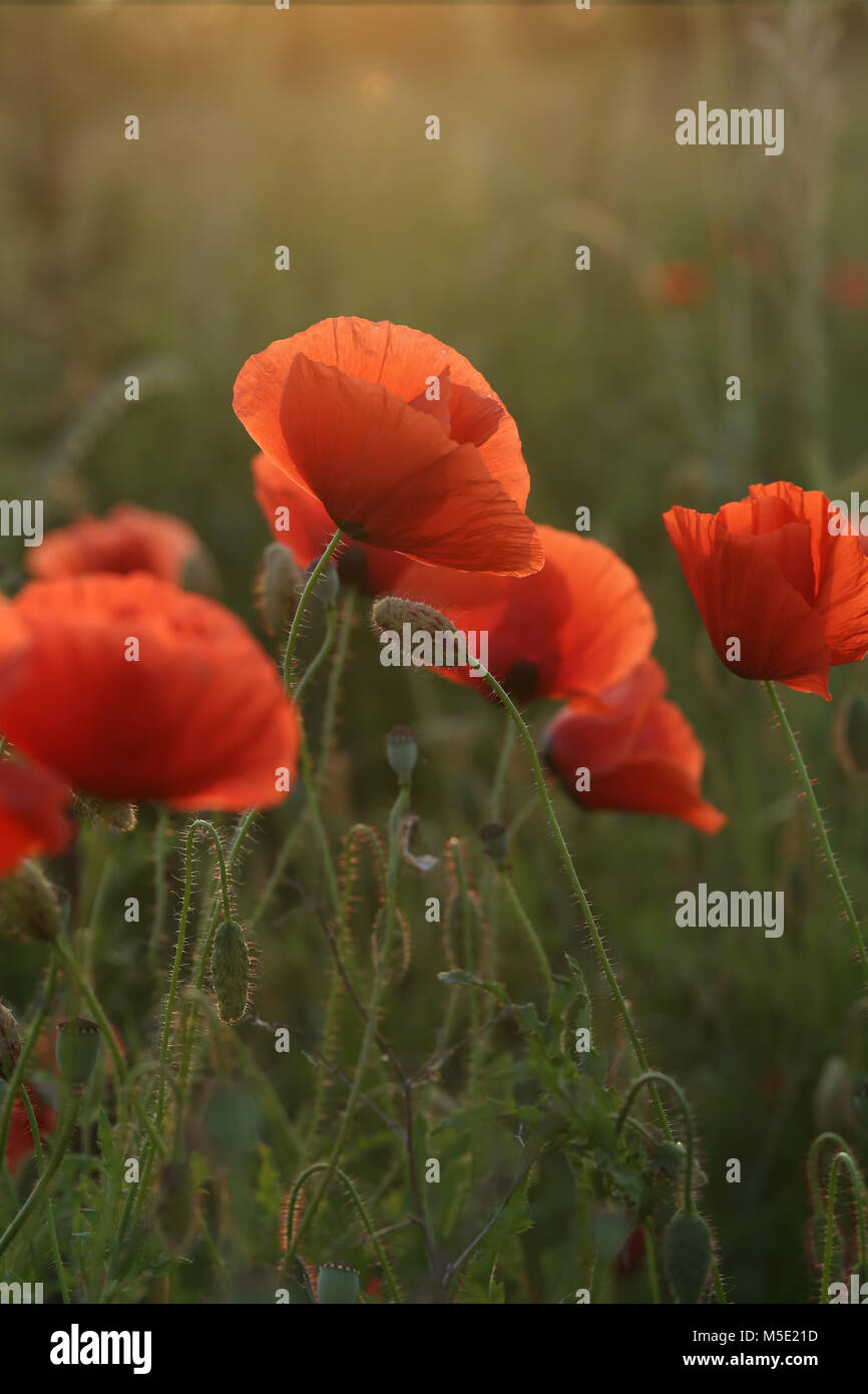 Hintergrund, schön, Farbe, Detail, Abend, Feld, Flora, Blumen, Blume, Grün, landschaft, natur, natur, Blütenblatt, Pflanze, Mohn, Rot, Saison Stockfoto