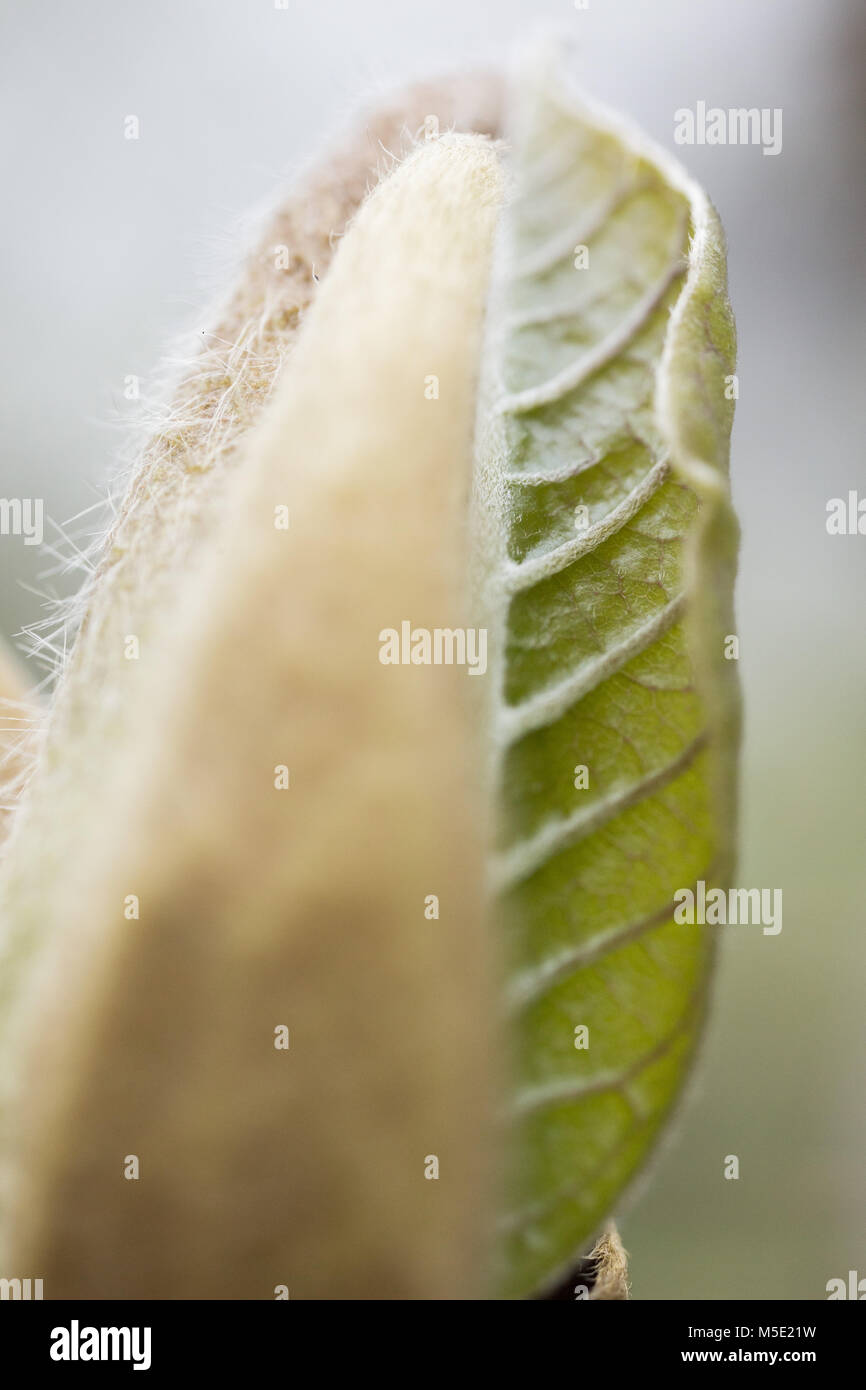 Hintergrund, Detail, Flora, Grün, Blatt, Faltblatt, Makro, Natur, Muster, Pflanzen, Frühling, Streifen, Textur Stockfoto
