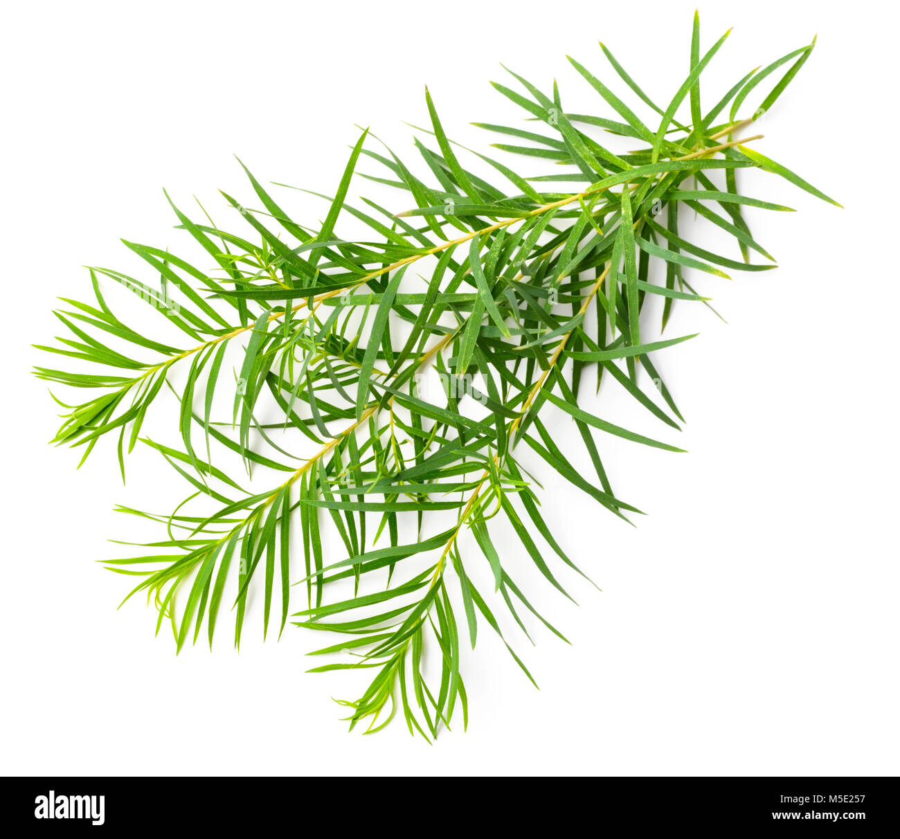 Frischen Tee Baum Blätter auf weißem Hintergrund Stockfoto