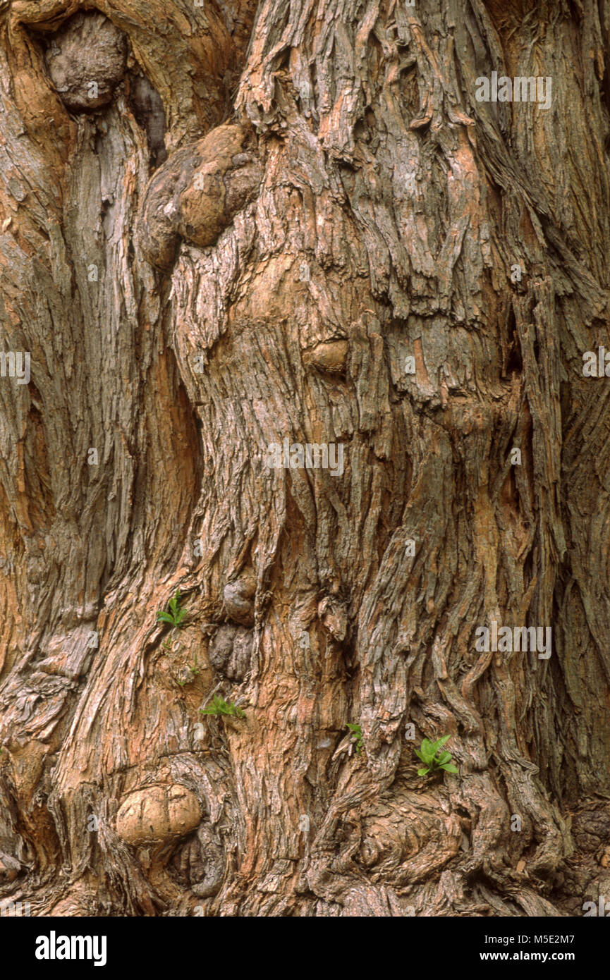 Maclura pomifera osage orange tree bark stockfotografie alamy