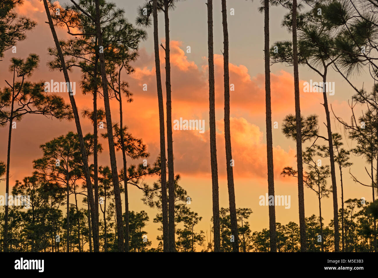 Sonnenuntergang über dem Schrägstrich Kiefern in den Everglades Stockfoto
