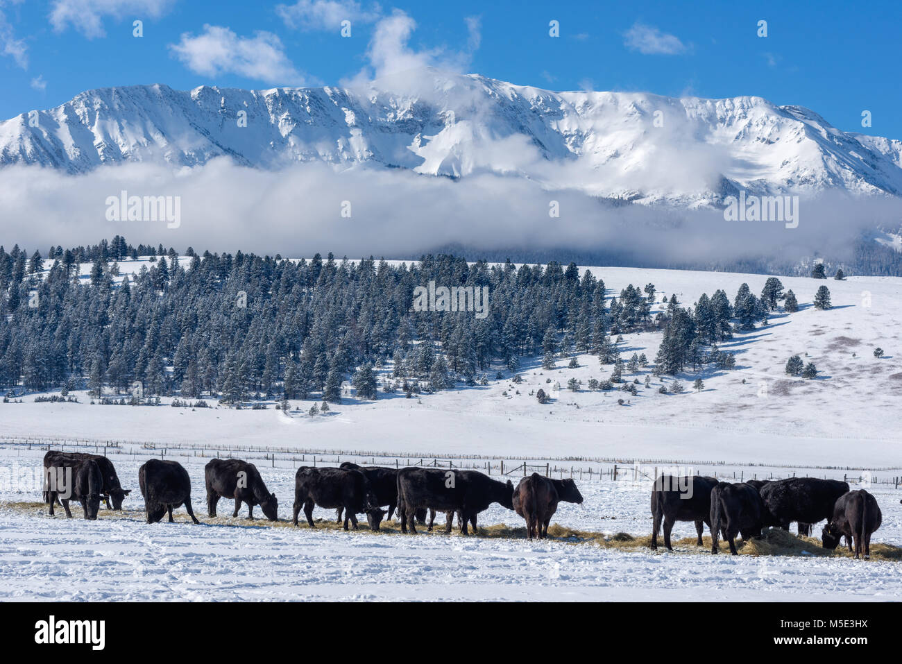 Rinder Fütterung mit Heu in der Oregon Wallowa Tal. Stockfoto