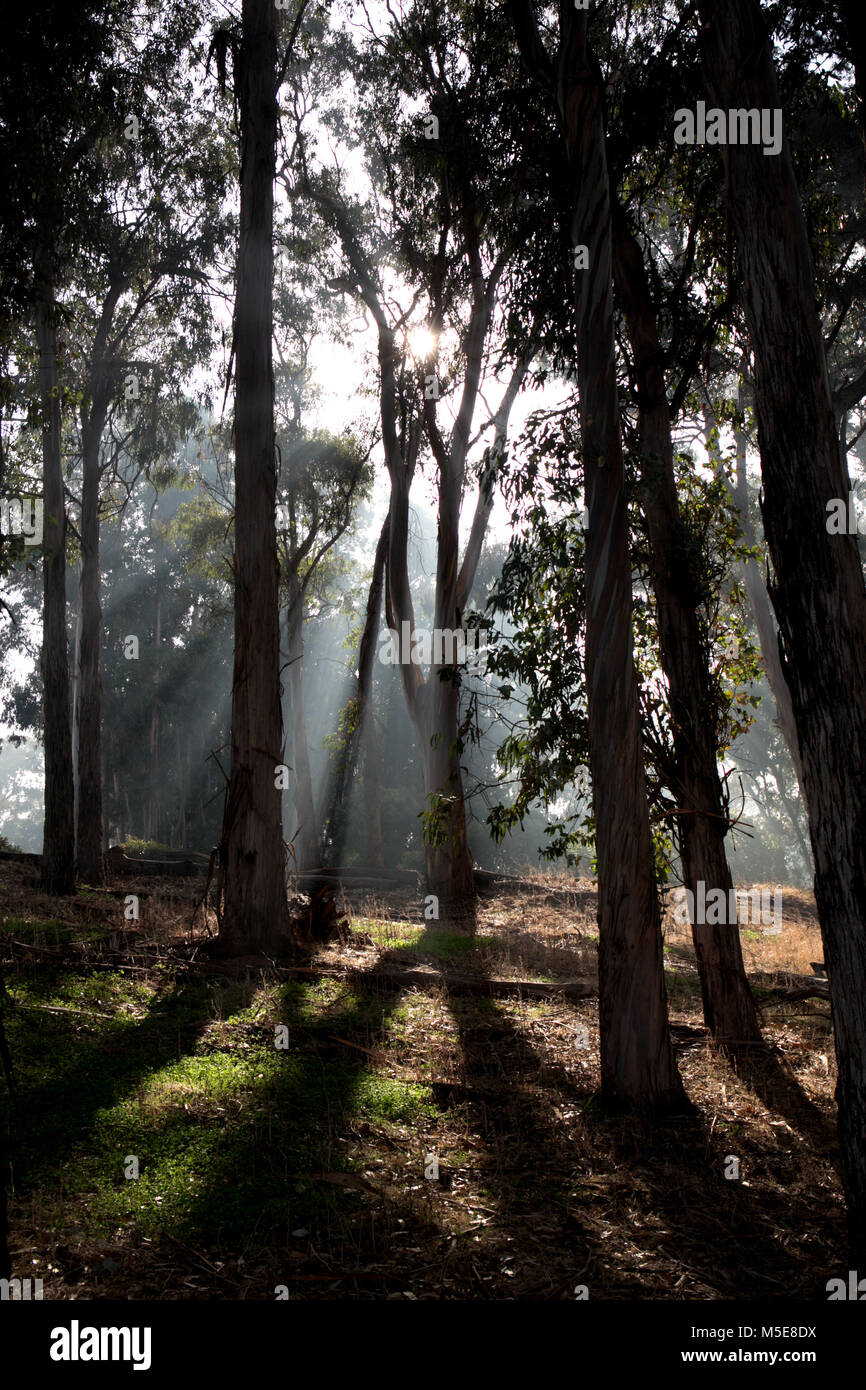 Coyote Point Recreation Area in der Bucht von San Francisco Stockfoto