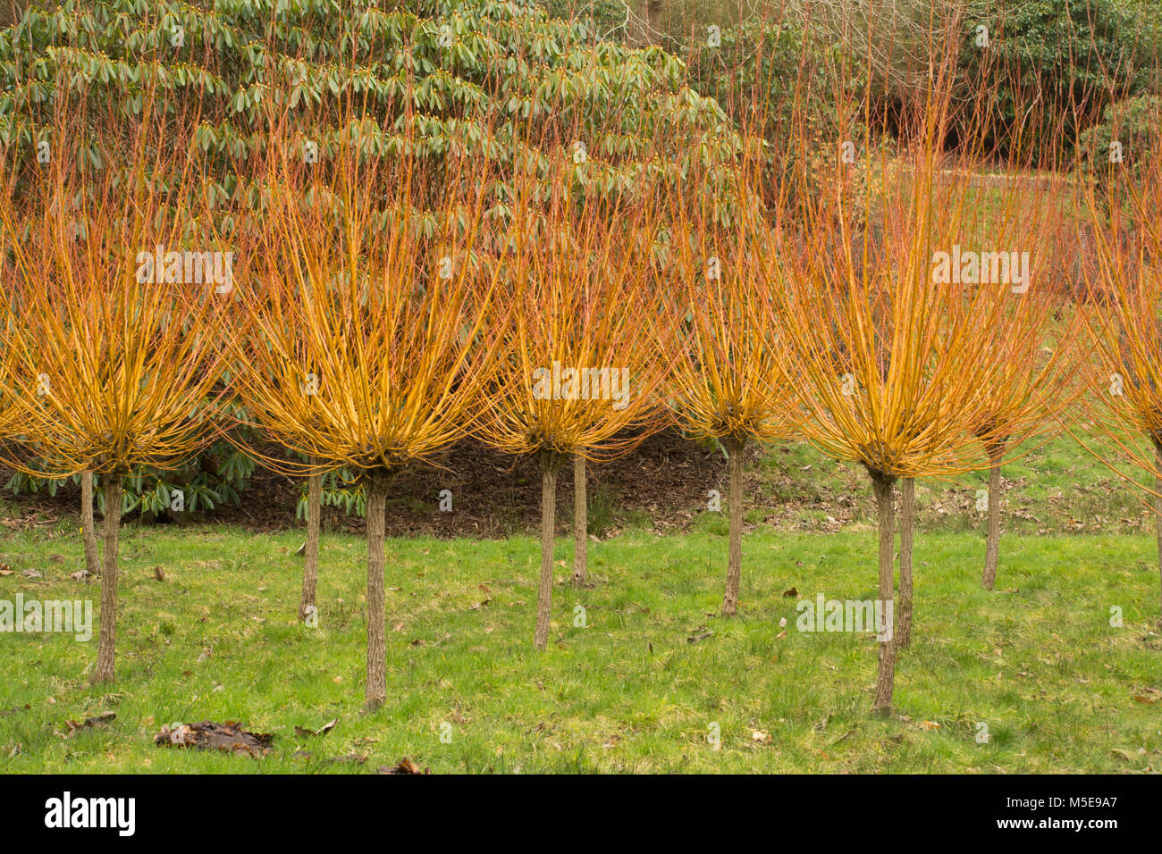 Goldene Weide (Salix alba var Vitellina yelverton) im Winter im Tal Gärten, Virginia Water, Surrey, Großbritannien Stockfoto