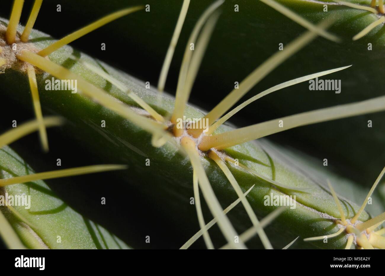 Nahaufnahme der Spikes auf einer nopal Kaktus in Mexiko Stockfoto