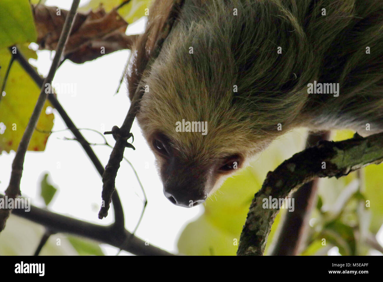 Wild Hoffmanns zwei-toed Sloth suchen nach unten von einem Baum in der Umgebung von Manuel Antonio National Park, Puntarenas Provinz im Süden von Costa Rica Stockfoto