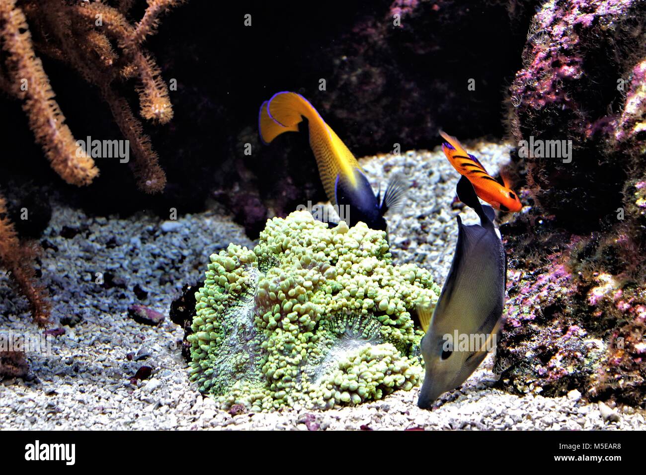 Farbenfrohe Salzwasserfische Stockfoto
