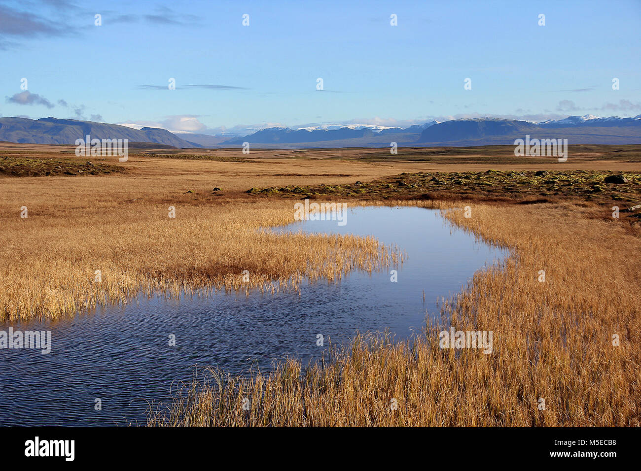 Teich in Sumpf in der Nähe von Thingvellir Island Stockfoto