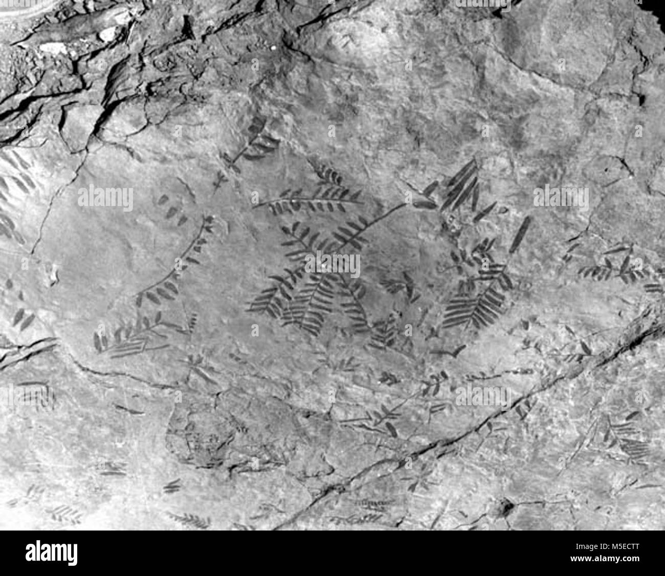 Grand Canyon fossilen Ausstellung FOSSIL FERN AUSSTELLUNG VOR GESCHLOSSENEN, Cedar Ridge, KAIBAB TRAIL; in der Nähe von Platte. Stockfoto