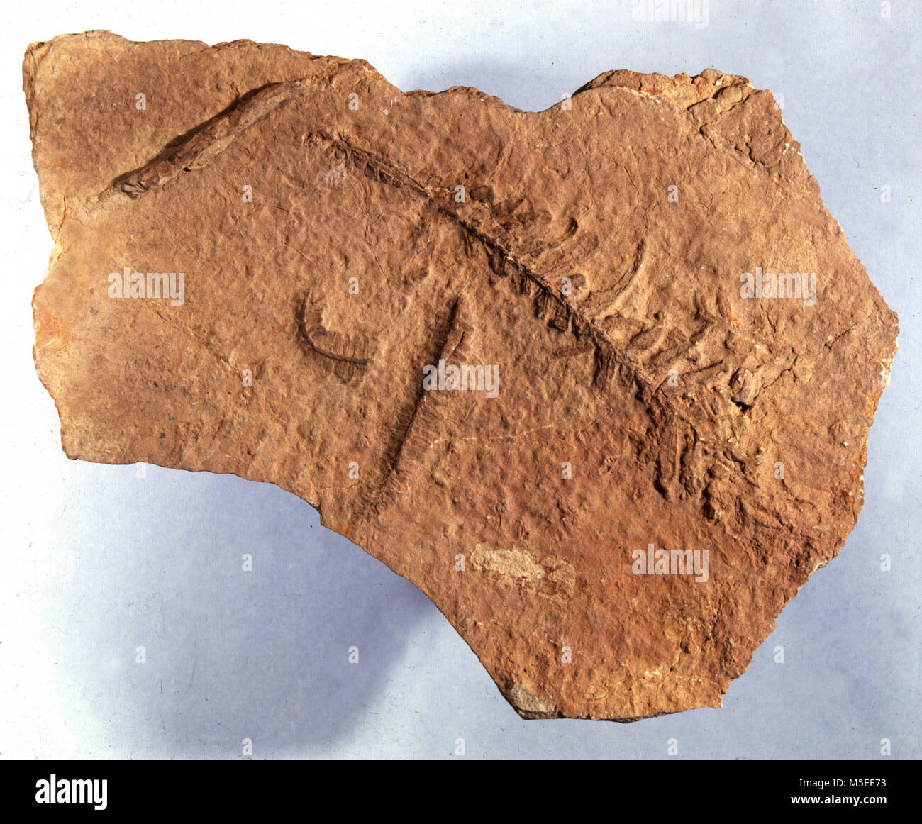 Grand Canyon Fossil Fern in Einsiedler Schiefer Horizont: EINSIEDLER SCHIEFER FOSSIL FERN. ORIGINAL KATALOG CARD NOTIZEN' auf TEMP AUSSTELLUNG, 20. Mai 1992, STS, RET. 28. JAN. 1993. KS' Stockfoto