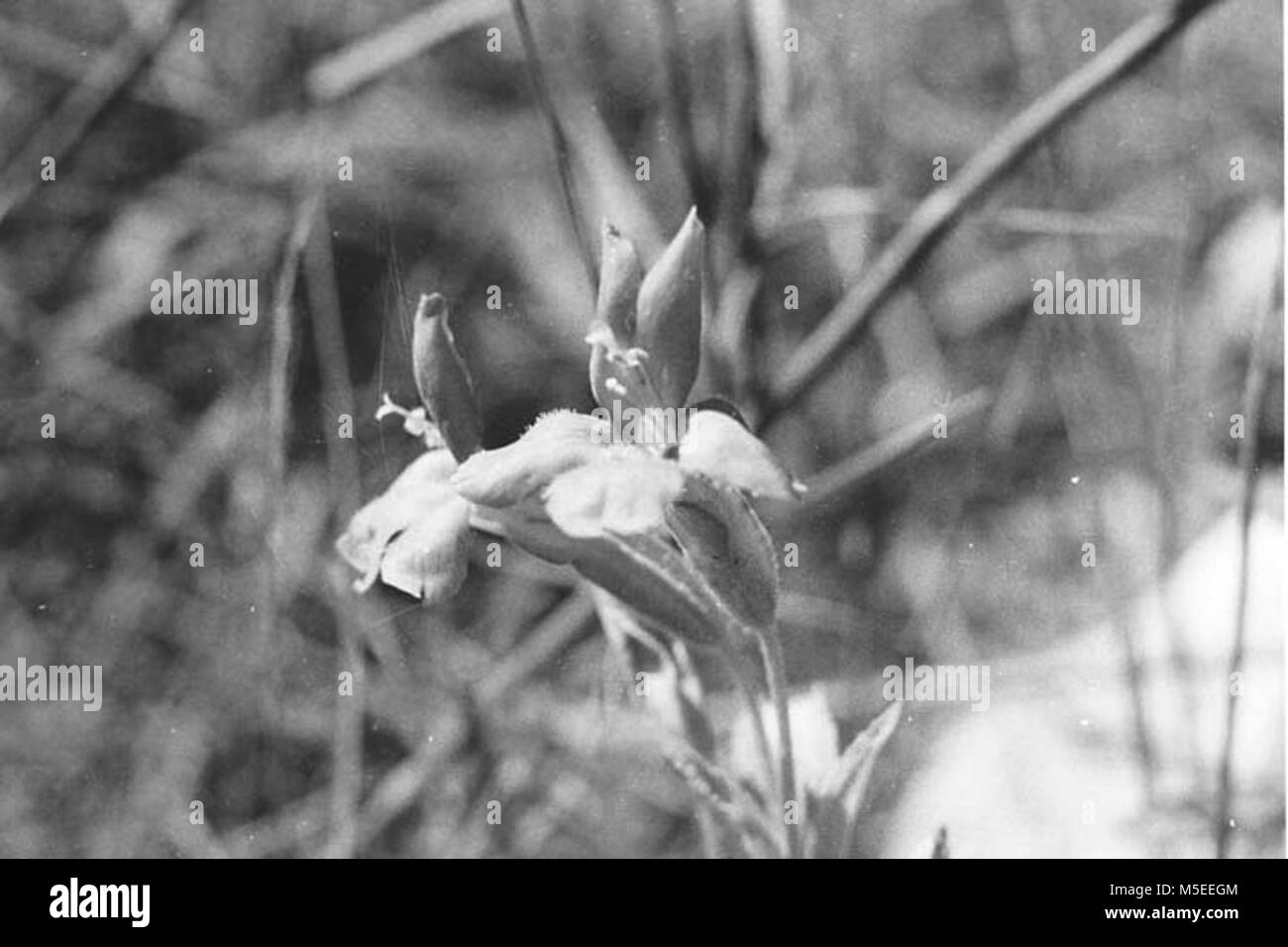 Grand Canyon historisch-Flora, Monkeyflower affe Blume in der Phantom Ranch. AUGUST 1955. , Schwarz Stockfoto