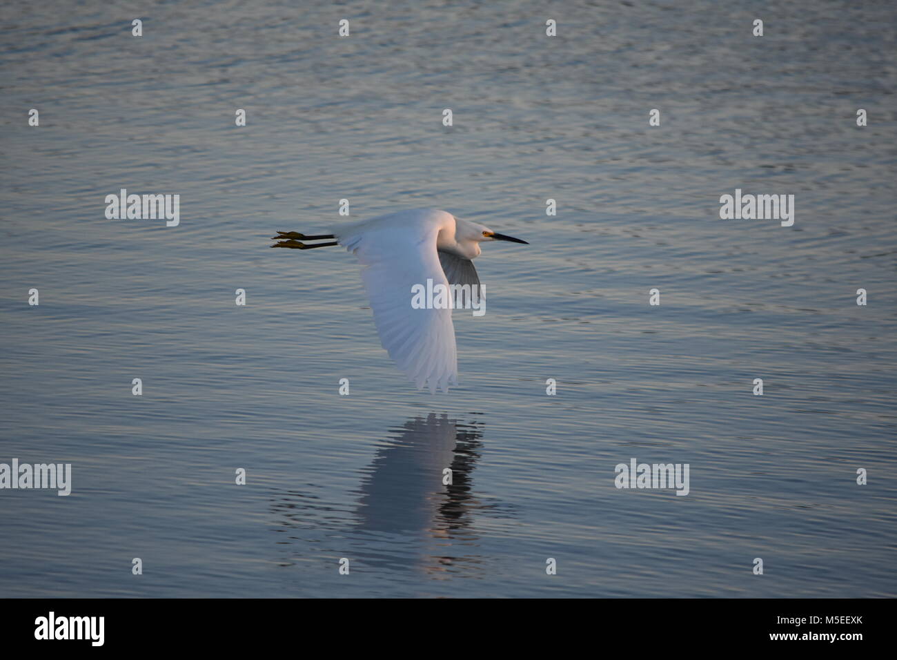 Silberreiher über Wasser fliegen Stockfoto