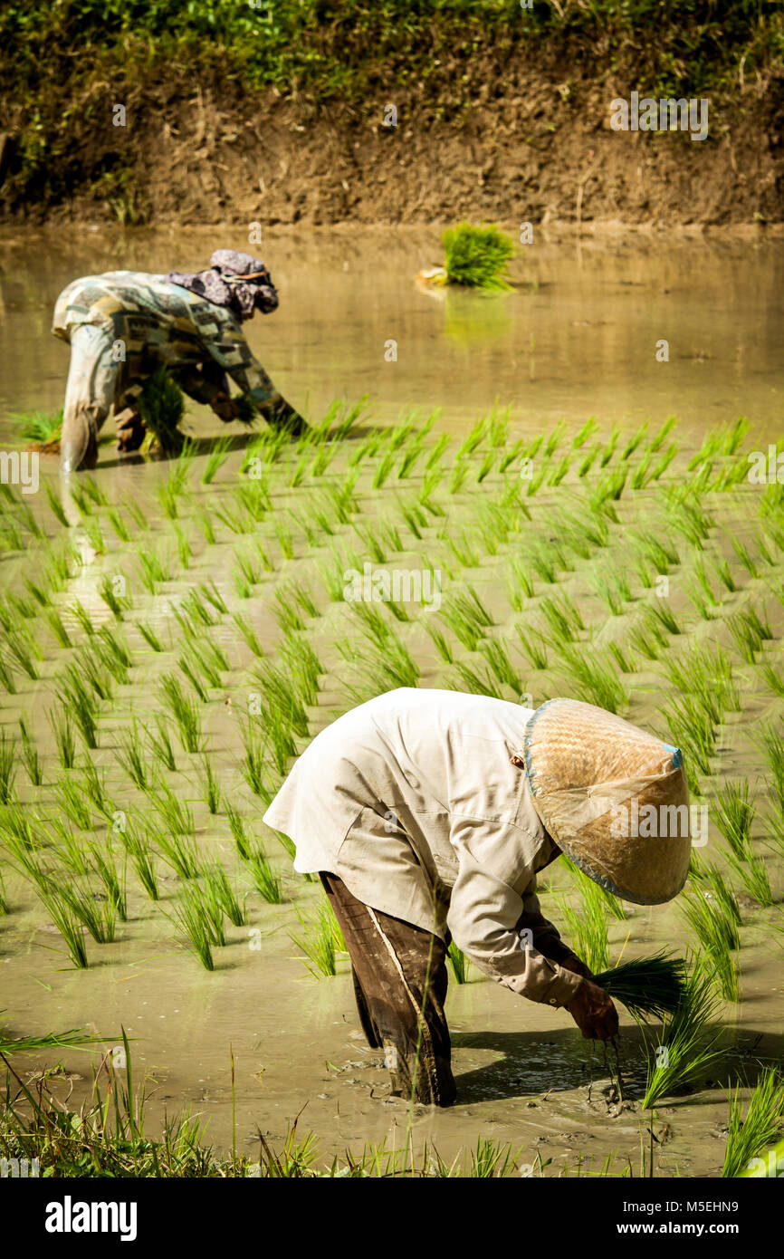 Zwei Frauen mit asiatischen konischen Hüten Reisanbau in einem gefluteten Reisfeld Feld. Junge Reispflanzen, die von indonesischen arbeiten Frauen in Bereichen verlegt Stockfoto