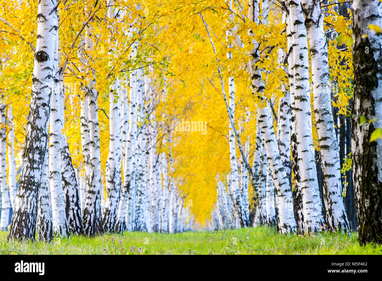 Reihe von Birken mit gelben Blätter im Herbst Stockfoto