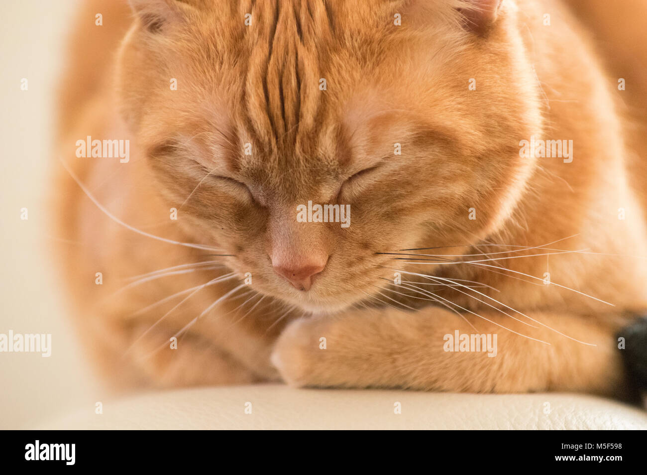 Frontale Ansicht Nahaufnahme des Gesichts von Orange tabby Katze mit geschlossenen Augen Stockfoto