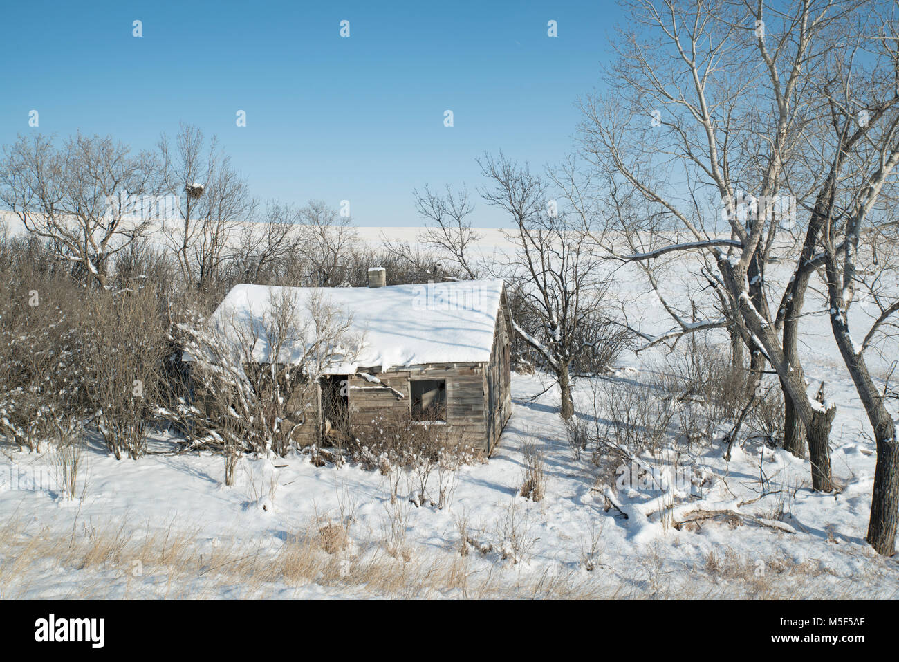 Wheatland County, Alberta, Kanada. Bauernhaus, das von Bäumen auf der Wiese im Winter umgeben aufgegeben. Stockfoto