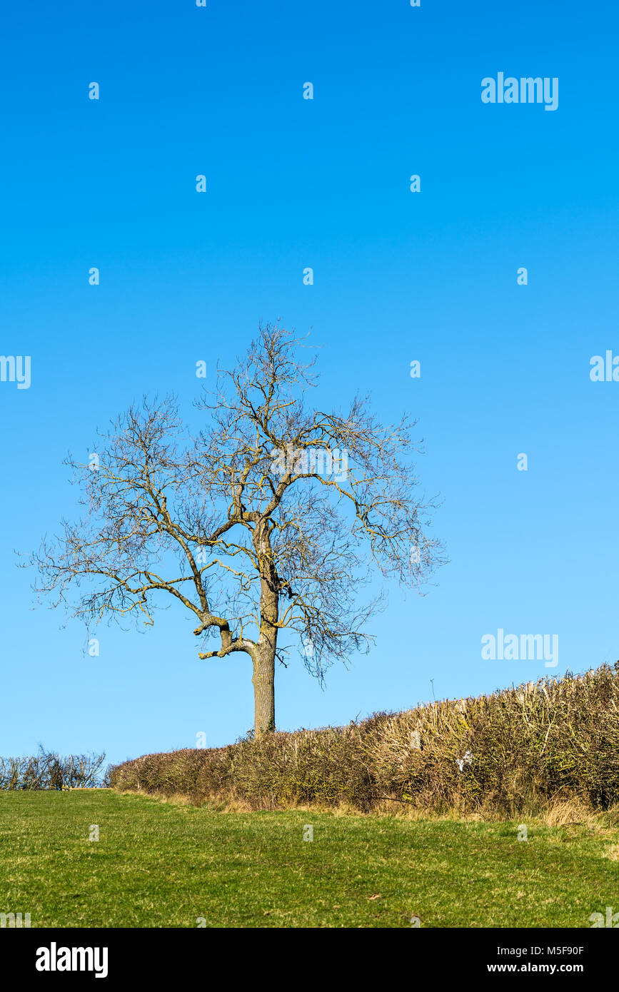 Single Tree vor blauem Himmel wachsen aus einem englischen Hecke im Winter Stockfoto