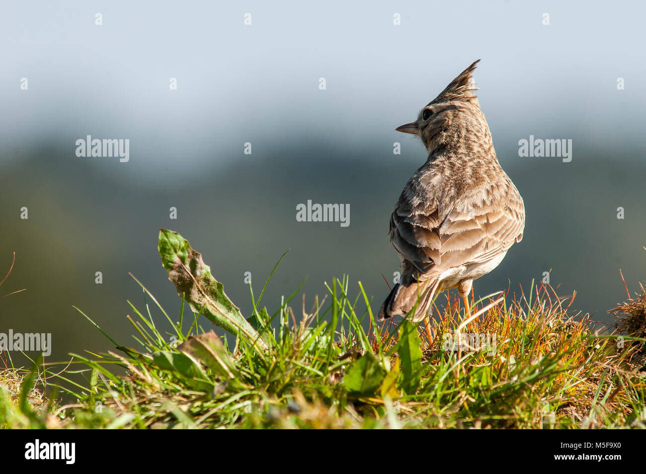 Crested Lark (Galerida cristata) offenes Land, Spanien spärliche Vegetation Stockfoto