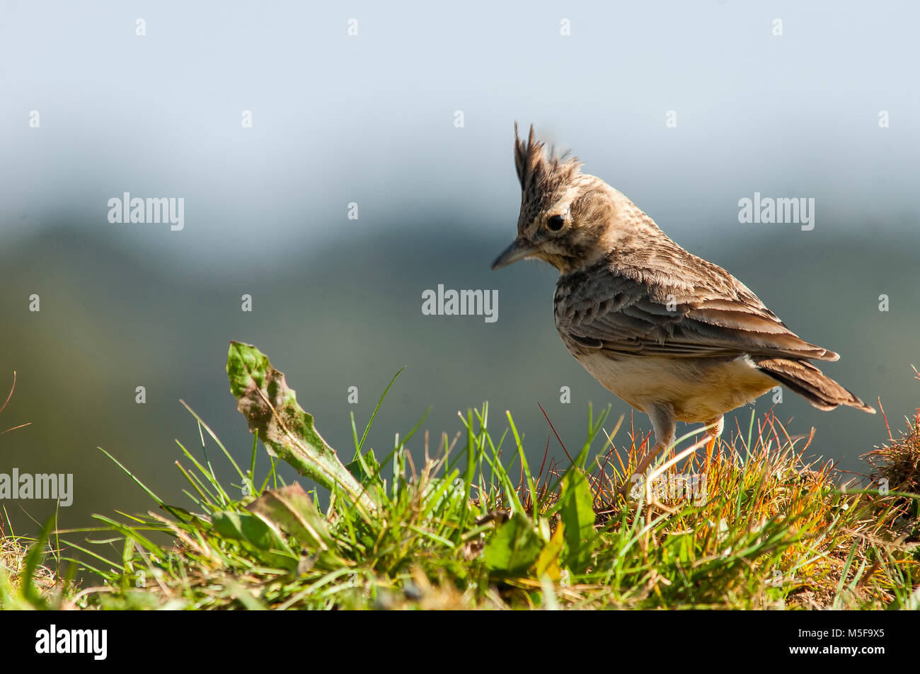 Crested Lark (Galerida cristata) offenes Land, Spanien spärliche Vegetation Stockfoto