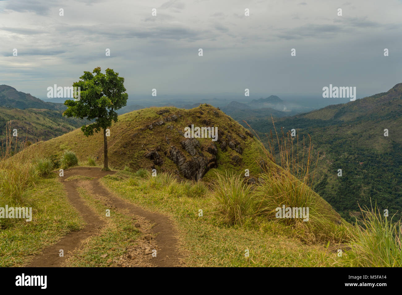 Asien, Sri Lanka, Ella, Hill Country, Tee Plantage Stockfoto