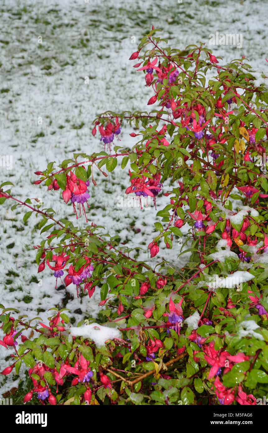 Fuchsia (onagraceae) auf frostigen Garten im November. Sheffield, South Yorkshire, UK Vereinigtes Königreich, Europa Stockfoto