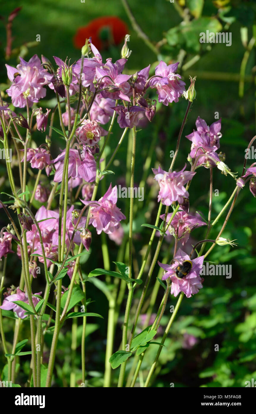 Aquilegia Garden Flower Stockfoto