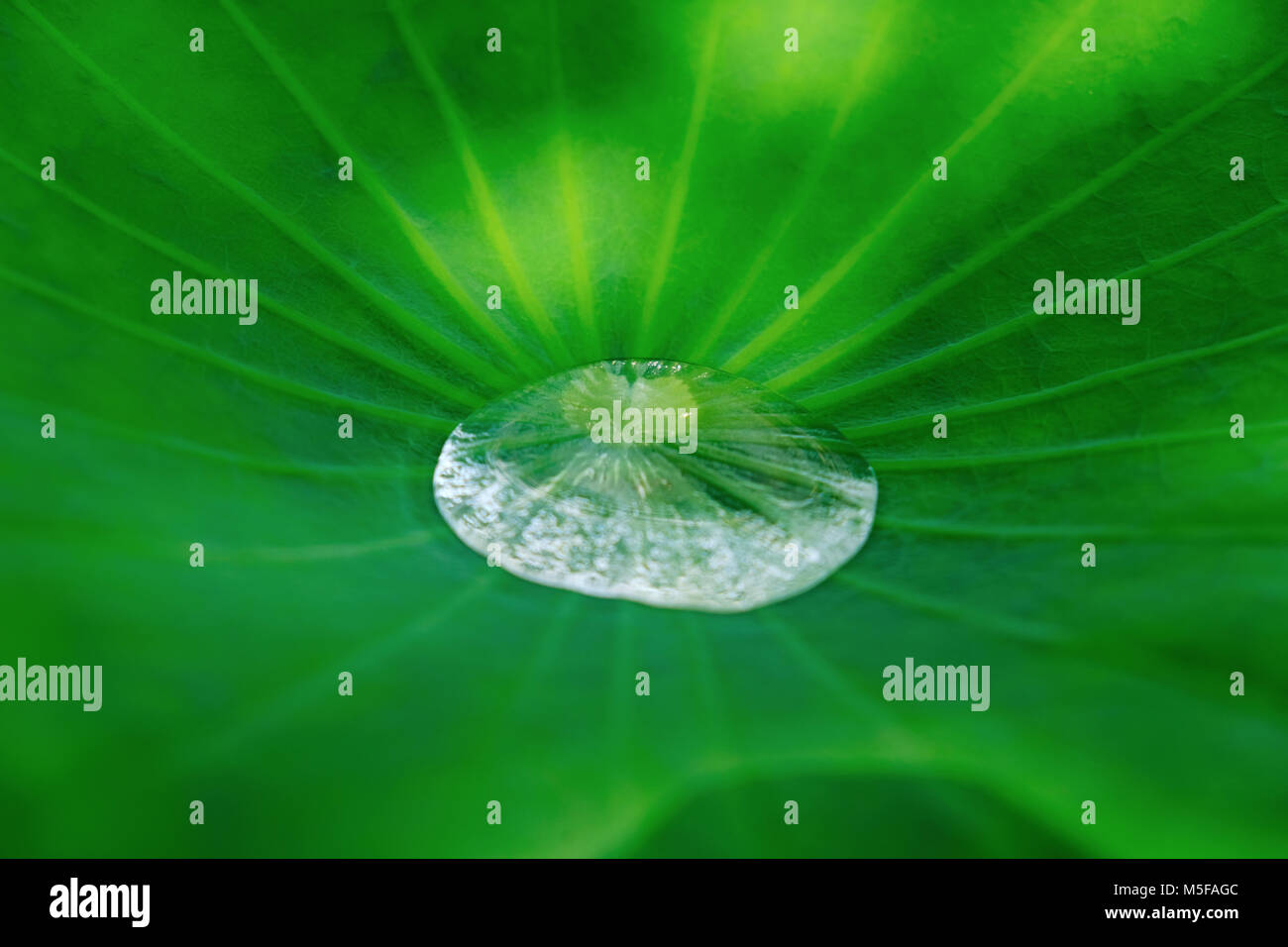 Klares Wasser Tropfen auf den Green Lotus Blatt Stockfoto