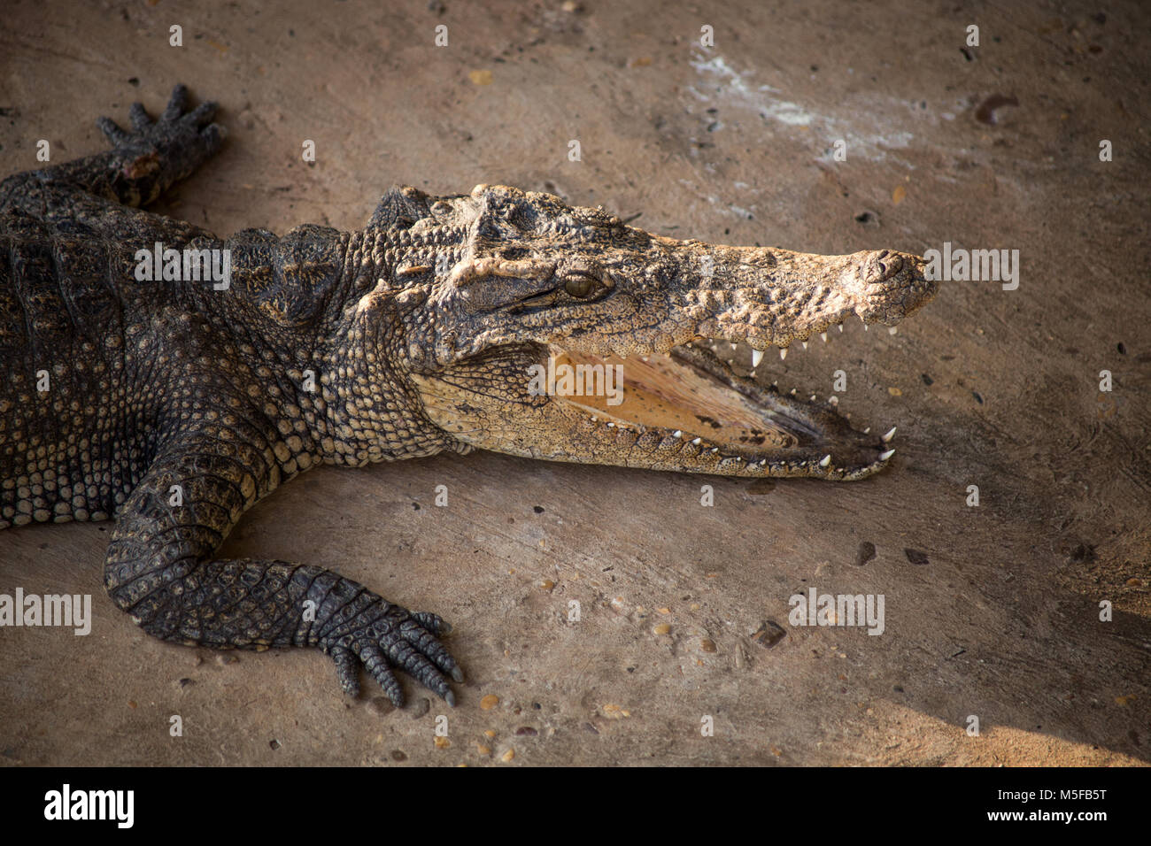 Krokodil Stockfoto