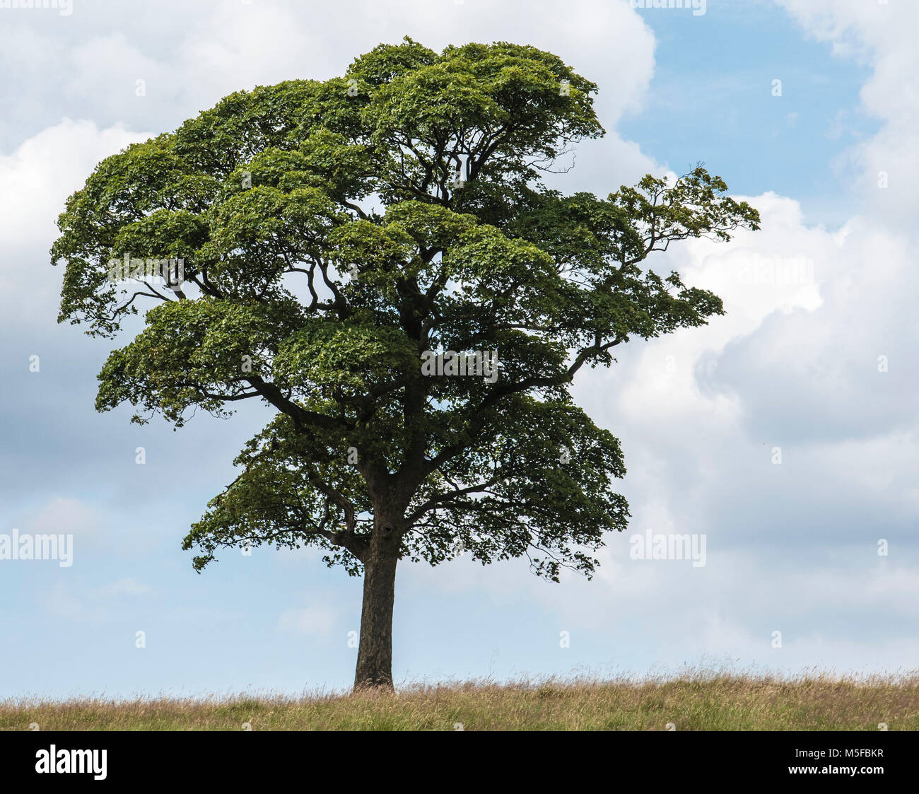 Ein einsamer reifer Baum stehend Stolz oben auf einem Hügel. Derbyshire Landschaft England Großbritannien Stockfoto