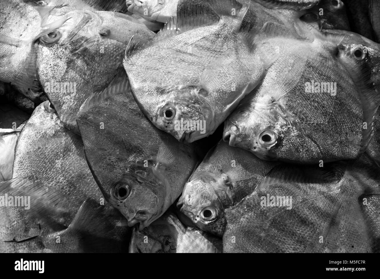 Nahaufnahme von Fisch auf einem Markt in Malaysia Stockfoto