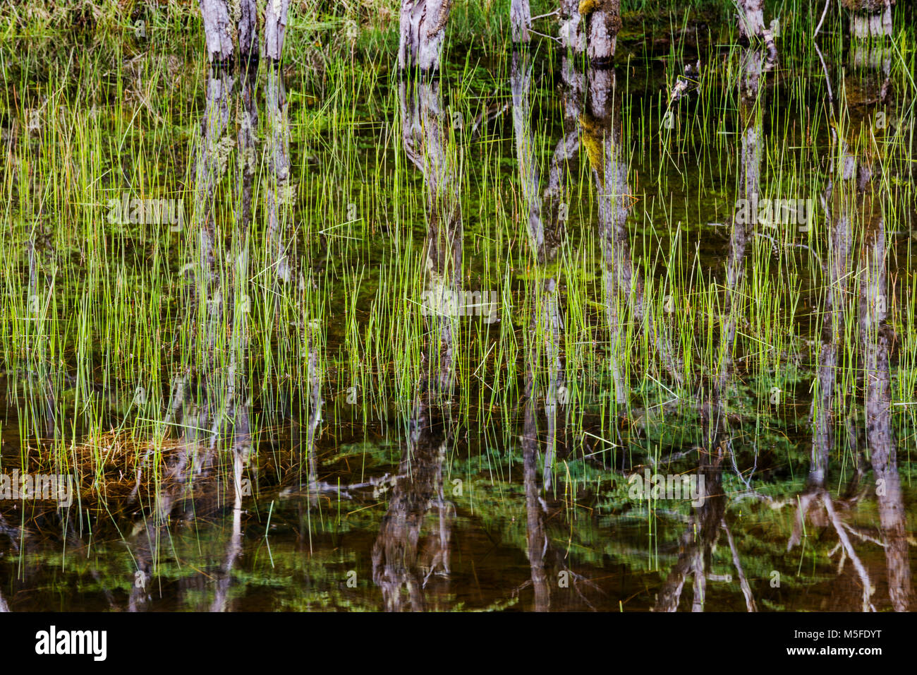 Reflexion der Bäume im Teich in der Nähe von Reserva Provincial Lago del Desierto; Rio del Vuetas, Patagonien, Argentinien Stockfoto