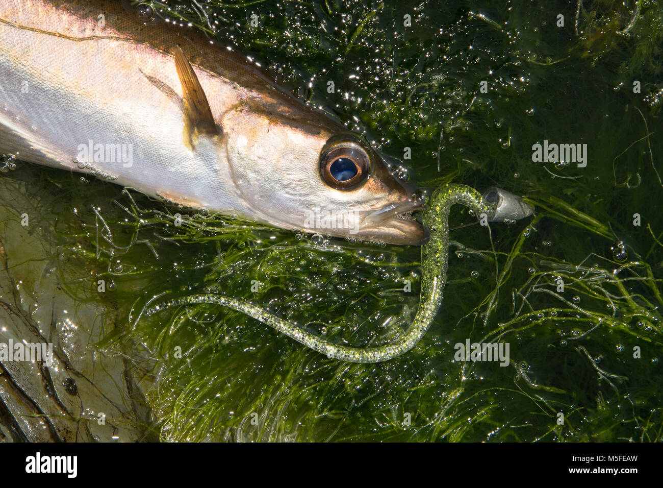 Pollack Pollachius polities, gefangen Kder Angeln vom Ufer in der Nhe des  Dorfes der Insel der Whithorn, Dumfries und Galloway South West Schottland  Grobritannien GB Stockfotografie - Alamy