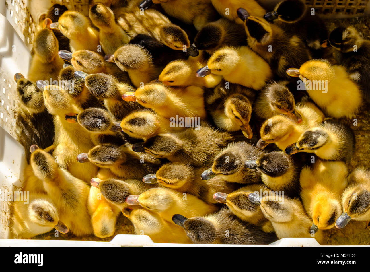 Küken, die jungen Gänse, in einem Bambus Korb sind für den Verkauf in den Markt von der Stadt angeboten Stockfoto