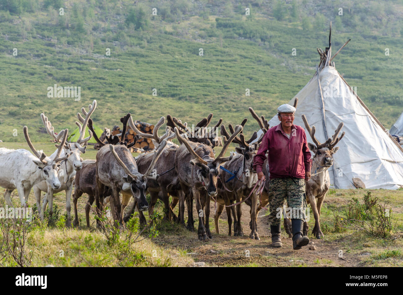Tsaatan Leben, Rentierzüchter, Tsaaganuur, Mongolei Stockfoto