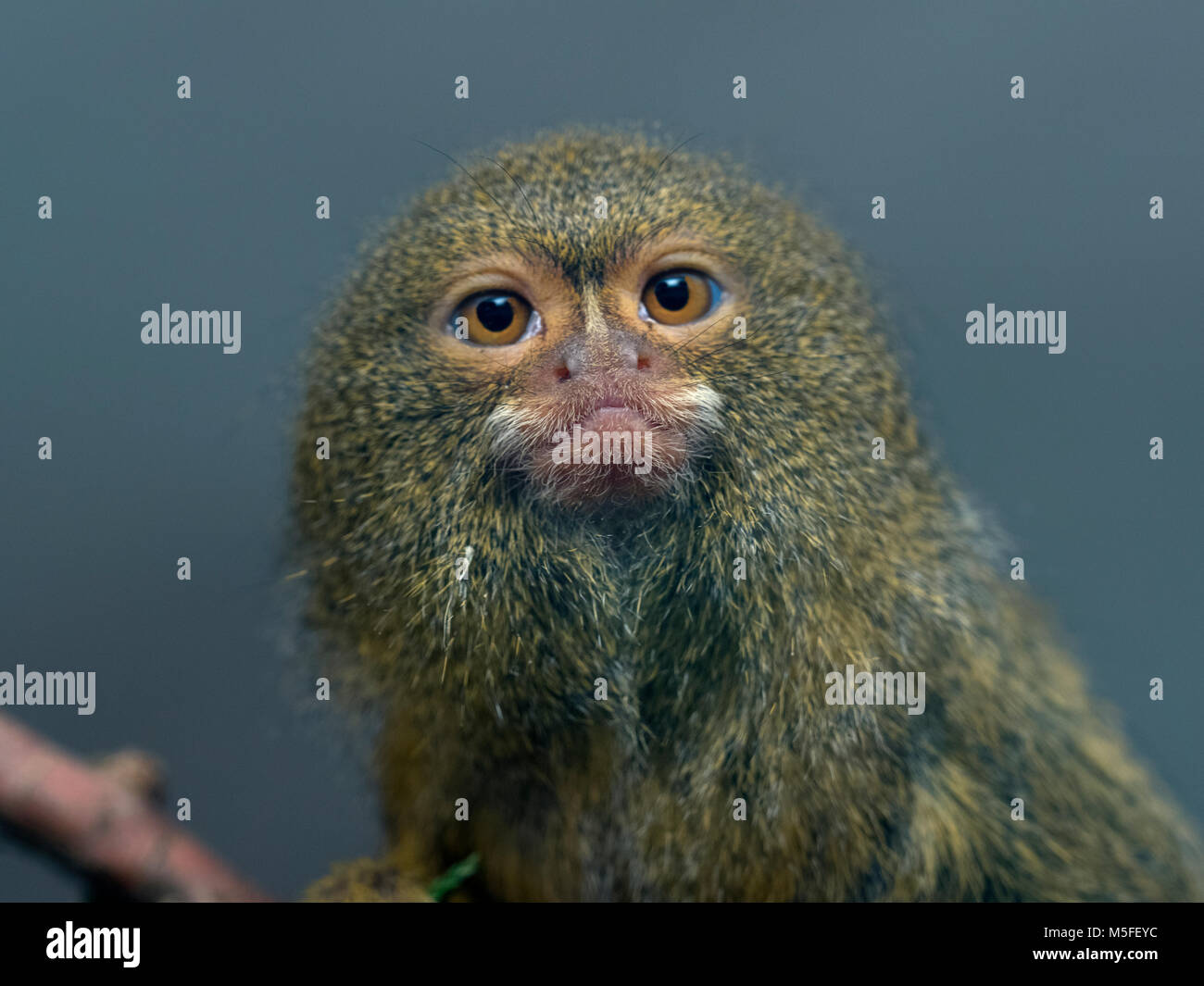 Pygmy marmoset Cebuella pygmaea eine der kleinsten Primaten in der Welt Stockfoto