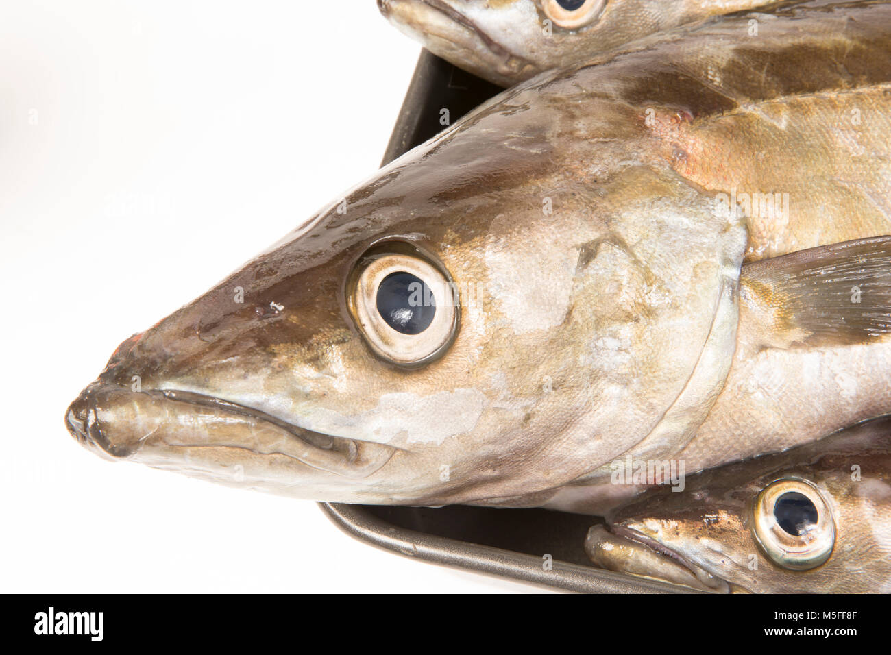 Pollack Pollachius pollachius, an der Kolbenstange und dann in den Englischen Kanal von einem Boot, auf weißem Hintergrund fotografiert. Dorset England UK GB Stockfoto