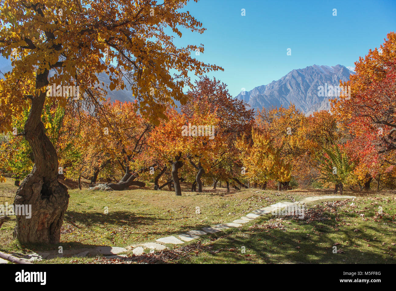 Royal Garden im Herbst. Altit fort, Hunza Pakistan. Stockfoto