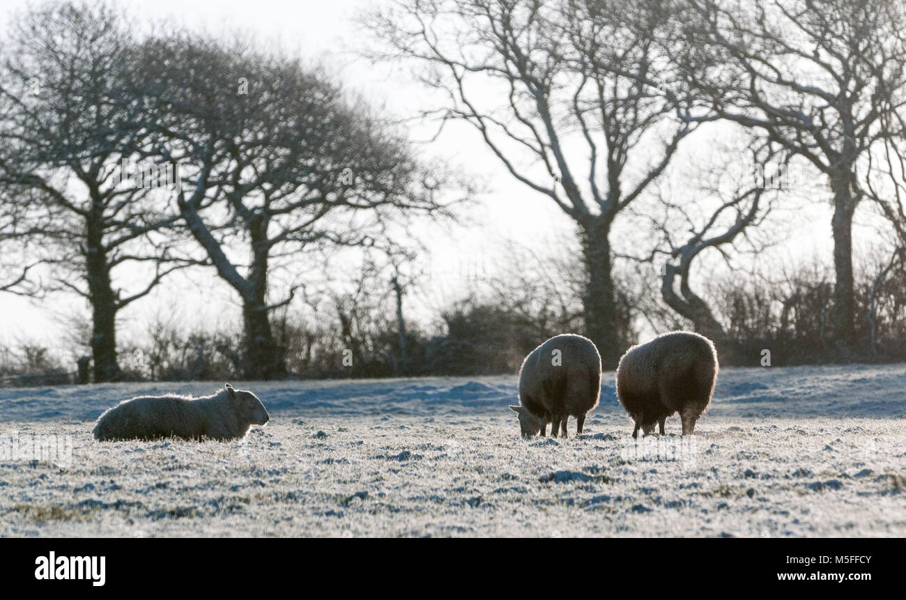 Schafe weiden in Feld nach einem leichten fallenden Schnee. Carmarthenshire, West Wales. Großbritannien Stockfoto