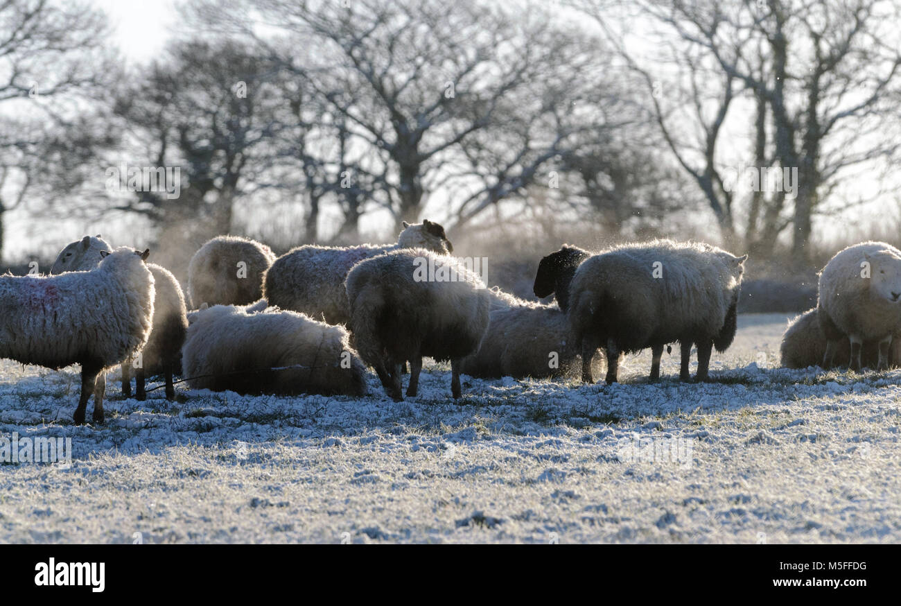 Schafe weiden in Feld nach einem leichten fallenden Schnee. Carmarthenshire, West Wales. Großbritannien Stockfoto