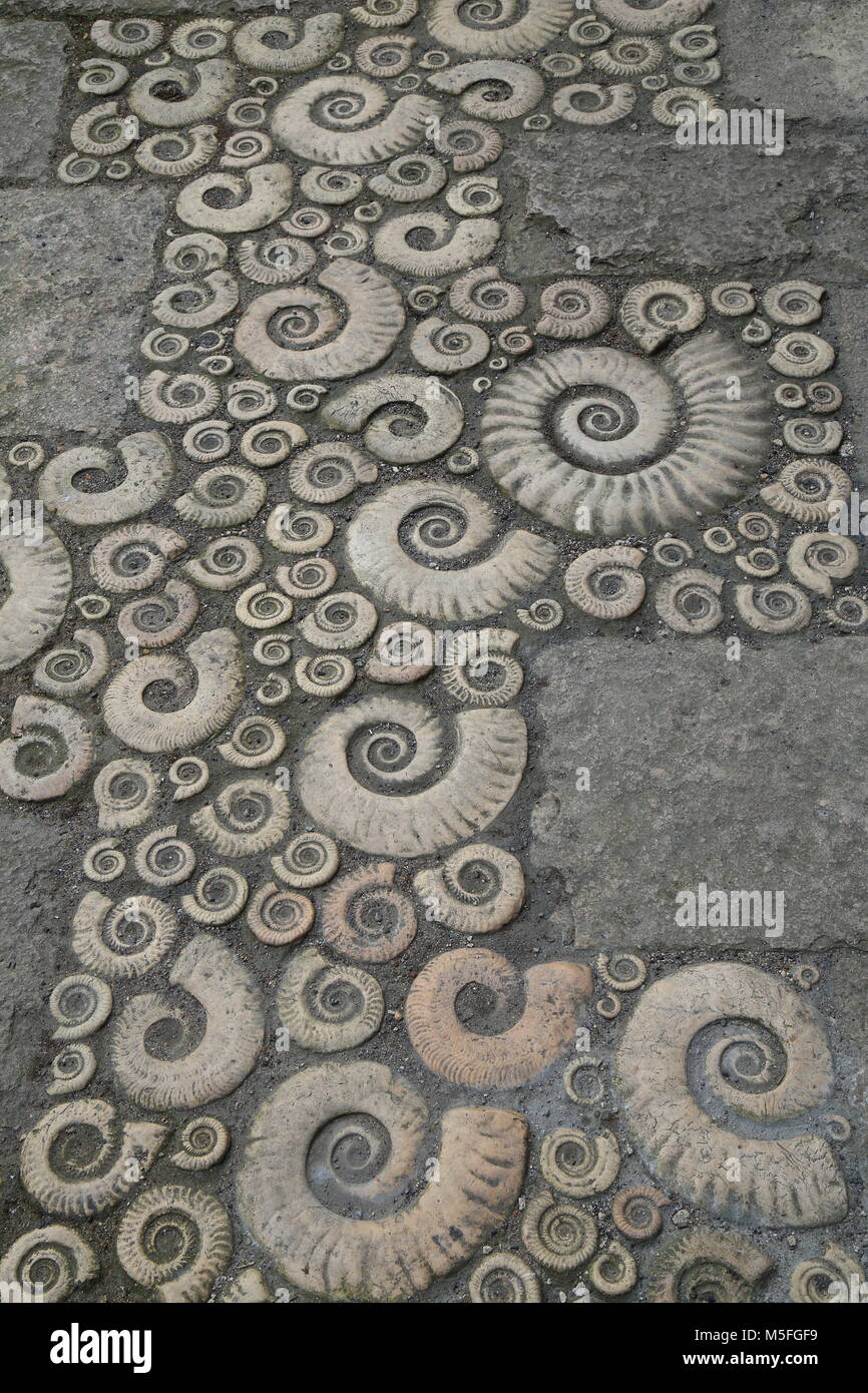 Zierpflanzen Coade stone Arbeit in Form von fossilen Ammoniten. Detail der Bürgersteig außerhalb Lyme Regis Museum. Stockfoto